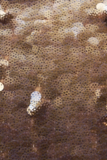 Novelty Paillettes on Silk Chiffon0