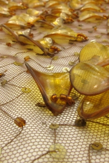 Beaded Tulle with Novelty Paillettes0