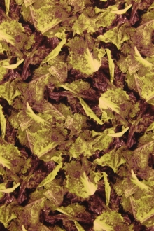 Cotton Broadcloth Print0