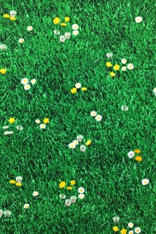 Cotton Broadcloth Print With Grass Landscape 0