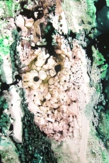 Printed Silk Charmeuse0