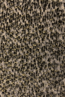 Silk Lurex Panné Burnout Velvet0