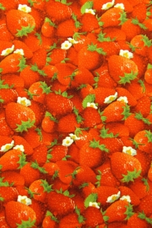 Cotton Broadcloth Print0