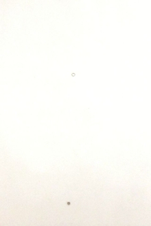 Swarovski Crystal on Illusion in Ivory0