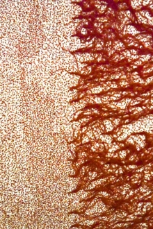 Hand Beaded Illusion With Ostrich Feather Border0