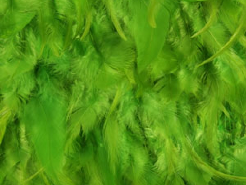 Feathers on Chiffon0