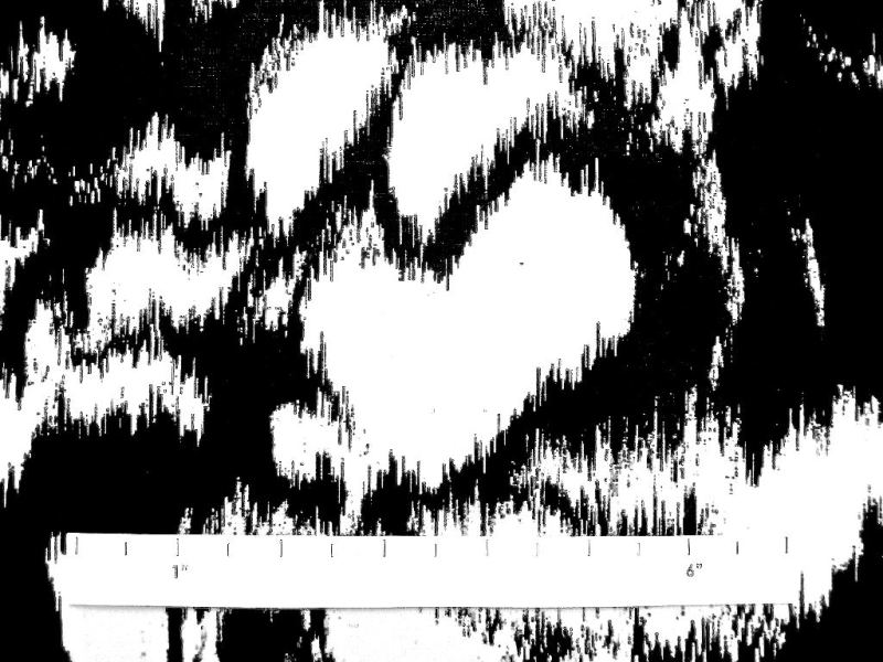 Liquid Look Printed Twill1