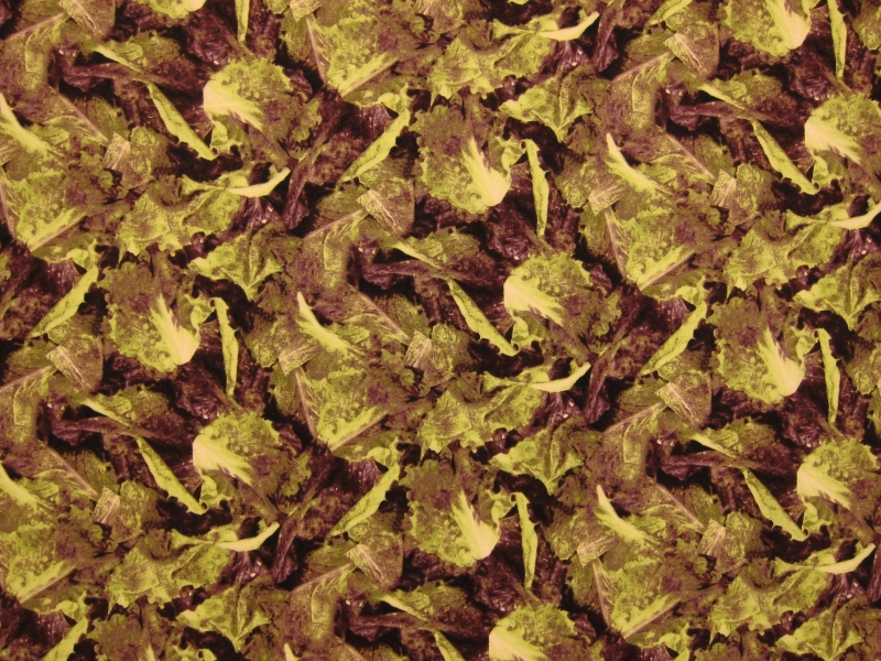 Cotton Broadcloth Print0