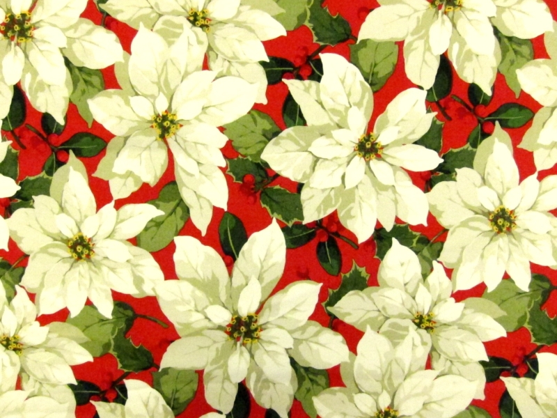 Cotton Broadcloth Print0