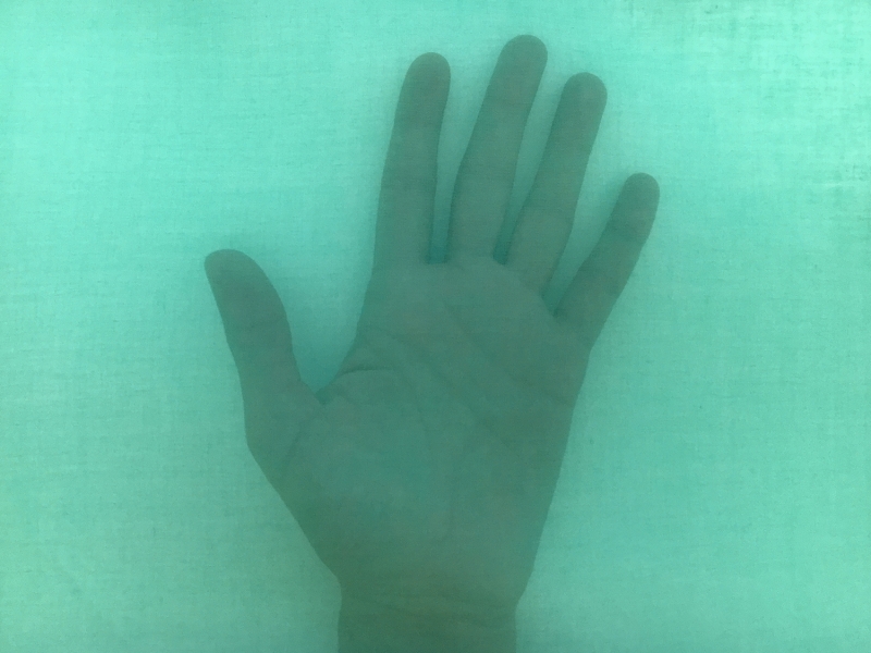 Swiss Cotton Organdy in Shamrock Green1