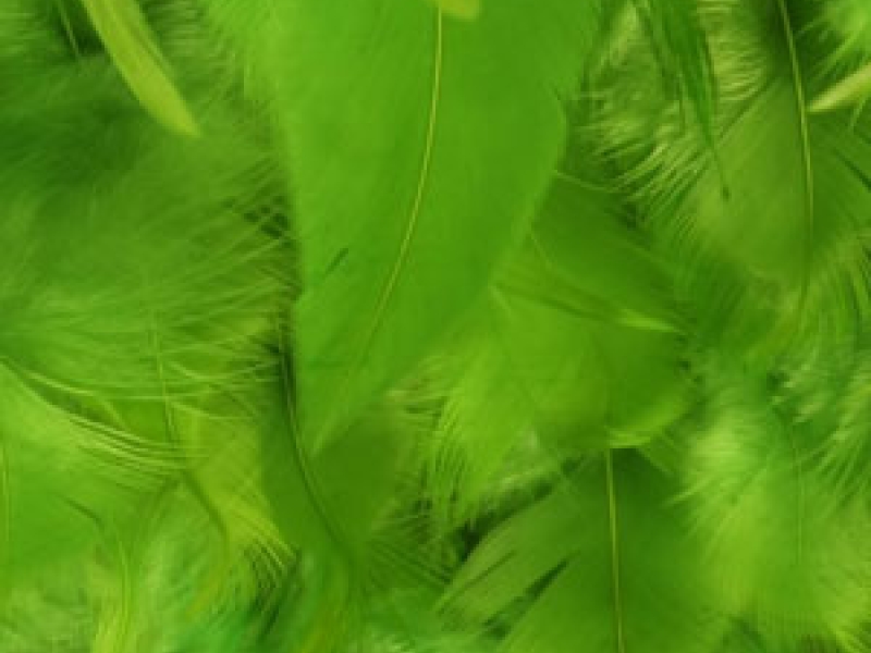 Feathers on Chiffon1