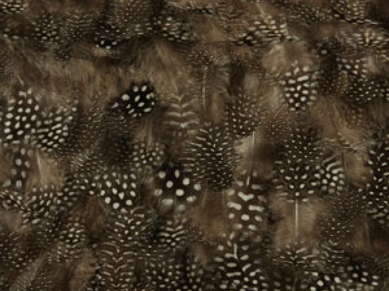 Feathers on Chiffon0