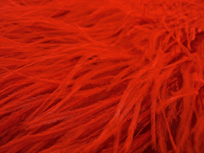 Ostrich Feather Trimmed Illusion2